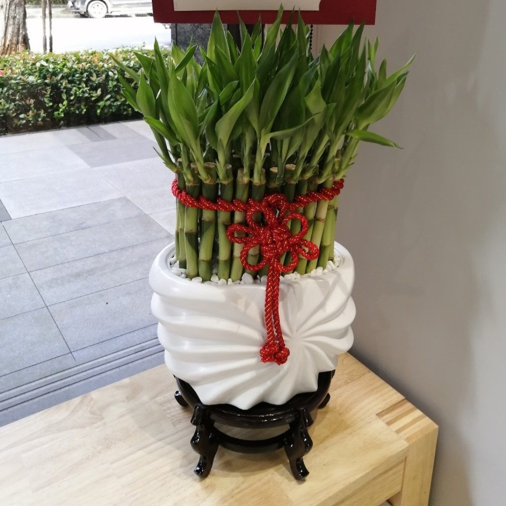 盆栽10