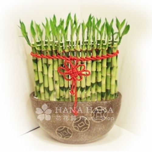盆栽16