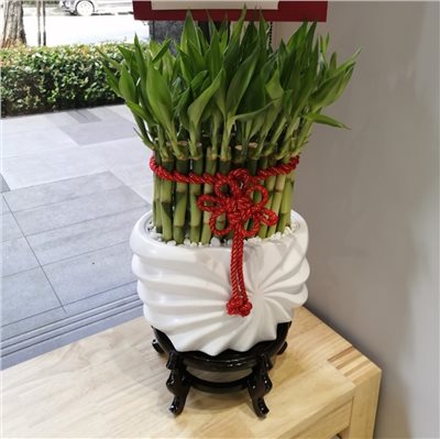 盆栽10